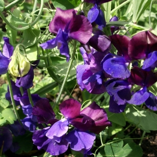 Семена от лилав сладък грах - Lathyrus odoratus - 36 семена