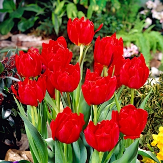 Tulipa Abba - Tulipán Abba - 5 květinové cibule