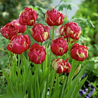 Tulpės Renown Unique - pakuotėje yra 5 vnt - Tulipa Renown Unique
