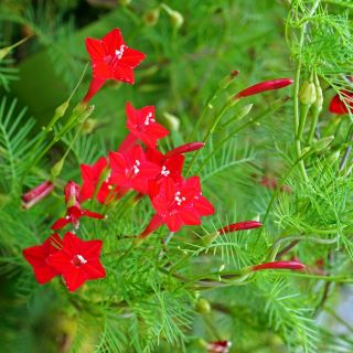 红色牵牛花，红星--38种子 - Ipomea pennata - 種子