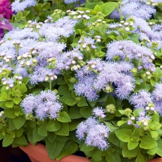 White-blue flossflower; bluemink, blueweed, pussy foot, Mexican paintbrush - 1440 seeds
