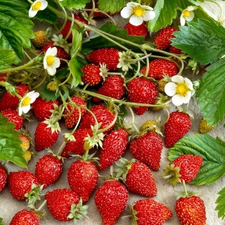 Άγρια φράουλα Regina σπόροι - Fragaria vesca - 320 σπόροι