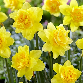 Narcissus Dick Wilden  -  Daffodil Dick Wilden  -  5个洋葱