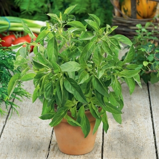 レモンバジルの種子 -  Ocimum basilicum citriodora  -  325種子 - Ocimum citriodorum - シーズ