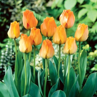 Tulipa Daydream - Tulip Daydream - 5 bulbi