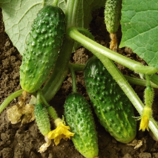 แตงกวา "Wisconsin SMR 58", ดองหลากหลาย - เมล็ดพันธุ์ - 250 - Cucumis sativus