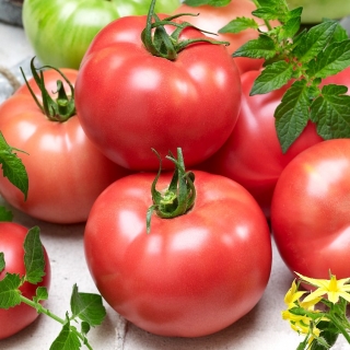 Pomidoras - Aurora Torunska - 200 sėklos - Lycopersicon esculentum Mill
