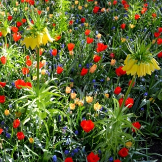 Crown Imperial, tulpan och druvhyacint - Set med 53 blomma lökar - 