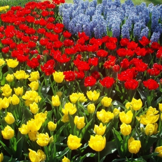 黄色郁金香，红色郁金香和蓝色葡萄风信花 -  45个个子 - 