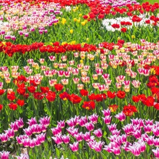 Set tulipana - crveni, bijelo-ružičasti i ružičasto-bijeli - 45 kom