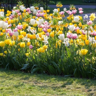 Tulpen-Narzisse-Satz - Weiße, gelbe, rosa-weiße Tulpen und Weiße Narzisse - 60 Stück