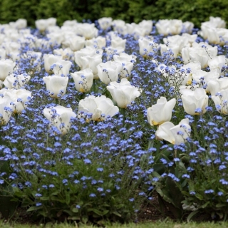 Tulipano bianco e blu alpestre nontiscordardime - set di bulbi e semi - 