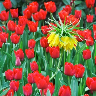 Sárga korona császári és piros tulipán készlet - 18 db.