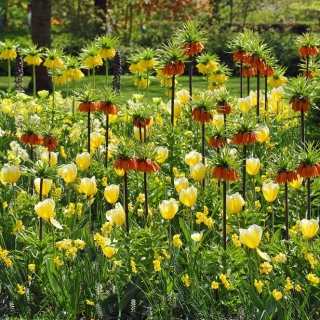 Couronne impériale orange et jaune avec tulipe jaune - ensemble de 14 pièces - 