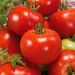 Tomate - Bohun -  Lycopersicon esculentum - Bohun - sementes