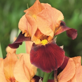 Baardiris - wit-karmozijnrode bloemen - Cimmaron-strook; Duitse bebaarde iris
