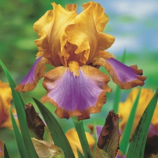 Iris barbudo - lazo marrón; Iris barbudo alemán