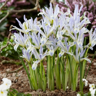Netted iris Painted Lady - Confezione grande! - 100 pezzi; Iris a rete dorata