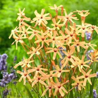 Ixia paniculata – long-tubed ixia - Eos - Large Pack! - 150 pcs; corn lily
