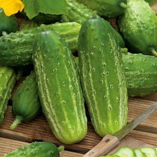 Cucumber "Edyp F1" - medium early variety with high resistance to diseases - 105 seeds