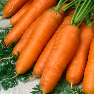 Carrot'Kongo' - 用于加工的中晚期品种 -  Daucus carota - Kongo - 種子