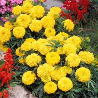 Pot galbenul "Cupido" - varietate de flori cu un grad înalt de flori, cu două flori - Tagetes erecta nana - semințe