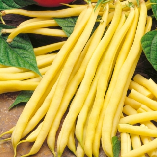 Жълт френски боб "Undira" - устойчиво сорт - Phaseolus vulgaris L. - семена
