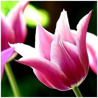 Tulipa Claudia  - 郁金香克劳迪亚 -  5个洋葱