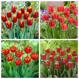 Carpe diem – set of 4 tulip varieties - 40 pcs.