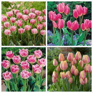Cavallo - sada 4 odrôd tulipánov - 40 ks. - 