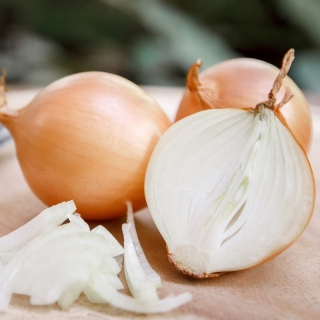 Late onion 'Bila' - long-term storage