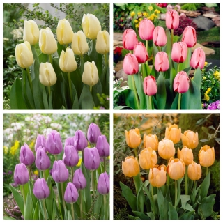 De facto - set 4 varietas tulip - 40 pcs. - 