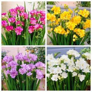 Doppia fresia - set di 4 varietà con fiori bianchi, gialli, viola e rosa - 80 pezzi