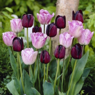 God dag - sæt med 2 tulipaner - 40 stk.