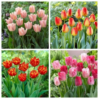 Happy Song - set de 4 variétés de tulipes - 40 pcs.