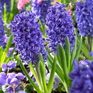 Hyacinth Blue Jacket - חבילת גדולה! - 30 יח ' - 