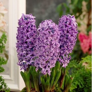 Hyacinthus 자주색 별 - Hyacinth 자주색 별 - 3 개의 알뿌리 -  Hyacinthus orientalis