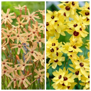 익 시아 (Ixia) – 옥수수 백합 – 노란색과 연한 주황색 꽃을 가진 2 가지 품종 세트 – 100 개. - 