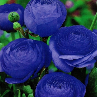 Ranunculus - azul - paquete de 10 piezas