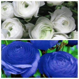 Buttercup – white and blue - 100 pcs.
