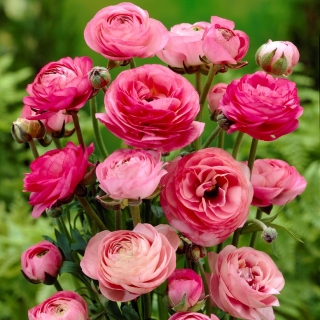 Ranunculus, Buttercup Pink - 10 bulbs