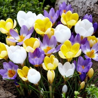 Ensemble de 3 varietes de crocus: blanc, violet-blanc et jaune - 180 pcs.
