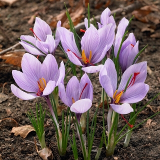 Crocus Sativus – Saffron – large pack! – 200 pcs
