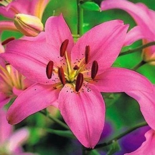 Pink Asiatic lily - Pink - Large Pack! - 15 stk.