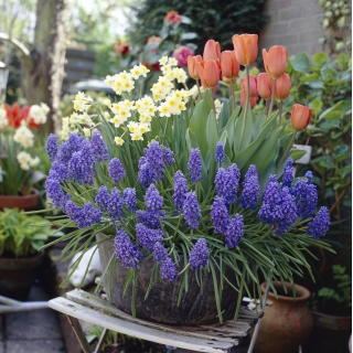 Szőlő jácint, nárcisz és tulipán - 3 növényfaj készlet - 60 db.