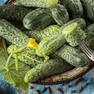 Cucumber 'Rejent' - medium early, especially productive, ideal for preserves and pickling