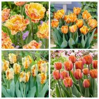 Old Fashioned - set 4 jenis tulip - 40 pcs. - 