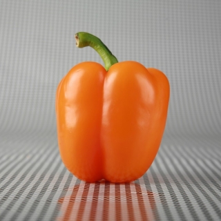 Paprika "Lamia" - pomerančová odrůda pro pěstování v tunelech a na poli - Capsicum annuum - Lamia - semena