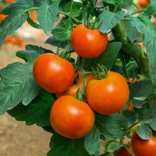 Tomate 'Lolek' - Zwerg Freilandtomate, extrem späte Orangensorte zur Langzeitlagerung empfohlen