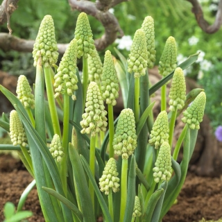 Muscari Bellevalia مروارید سبز - Hyacinth انگور Bellevalia مروارید سبز - 5 لامپ